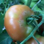 Pale white haloes on tomato fruit. 