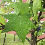 Sweetgum (Liquidambar styraciflua), a native tree routinely selected for planting in the urban environment, is predicted to do well under climate change scenarios.