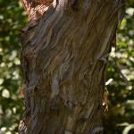 Heptacodium bark