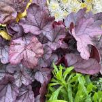 Heuchera Dolce 'Silver Gumdrop'