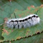 A hickory tussock moth caterpillar. (Image: John Ghent, Bugwood.org)