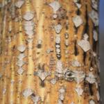 Honshu maple 'Winter Gold' bark