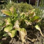 Heat and drought stress on hosta.