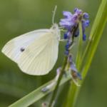 A white butterfly with a single dark spot in the center of the wing.