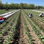 A picture of a field of bok choy, with 3 people crouching down to peer at the plants.