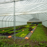 A high tunnel with roll-up end walls.