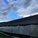 A high tunnel covered with black shade cloth.