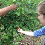 Figure 4. Summer scholar-intern Lauren Bullard examines cherries in urban orchard.