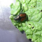 Shiny green and bronze beetle on leaf with small holes chewed in it