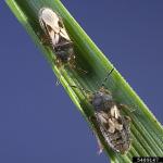 Figure 2. Hairy chinch bug agults: long – (above) and short-(below) winged forms. (Photo courtesy of David Shetlar, The Ohio State University, Bugwood.org) 