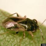 Figure 4. Big-eyed bug genus Geocoris, chinch bugs predator. (Photo courtesy of Bradley Higbee, Paramount Farming, Bugwood.org)