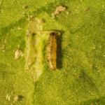 Small yellow maggot on a leaf next to feeding damage. 