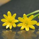 The flowers of lesser celandine are bright, buttery yellow and are borne singly on slender stalks.