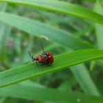 Mating adult lily leaf beetles in Amherst, MA on 6/8/2017. Photo: Simisky