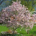 Magnolia × loebneri 'Leonard Messel' in bloom
