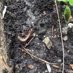 A millipede found in a moist area of a vegetable garden on 6/22/21. (Image courtesy of K. Fox.) 