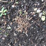 A group of millipedes found in a moist area of a vegetable garden on 6/22/21. (Image courtesy of K. Fox.) 