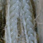 Figure 2. Periodical cicada eggs (Image courtesy Lacy L. Hyche, Auburn University, Bugwood.org)