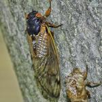 Figure 3. Periodical cicada adult (Image courtesy Gene Kritsky, Mount St. Joseph University)
