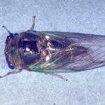Figure 4.  Annual cicada adult (Image courtesy Lacy L. Hyche, Auburn University, Bugwood.org)