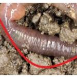 In not "crazy" worms, the clitellum is farther away from the head.