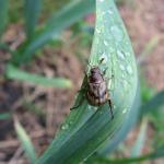 Brown beetle with black mottled patterning on wings sitting on a leaf