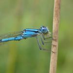 bluet