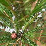 White, waxy material secreted by the pine bark adelgid on eastern white pine on 6/26/21. (Image courtesy of Pat Vittum.) 