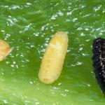 A pepper seed, a tan legless larva, and a brown pupa, all lined up. The pepper seed is about half the length of the larva and pupa.