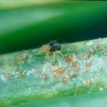 Figure 1. Spruce spider mite and eggs on a needle. Photo courtesy of Ward Strong, BC Ministry of Forests, Bugwood.org