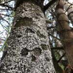 Pine bark adelgid on the trunk of eastern white pine in Sunderland, MA on 6/28/2021. (Image courtesy of: AJ Bayer.)
