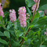 Clethera pink flower form