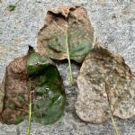 3.	Symptoms of Pseudocercospora leaf blotch on Syringa vulgaris 'Krasavitsa Moskvy'. Lilac powdery mildew (Microsphaera syringae) is also visible. Photo by N. Brazee