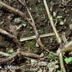 Rhizoctonia crown rot on impatiens