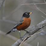 American robin on tree branch