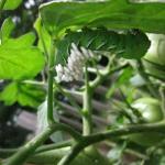 Braconid wasp cocoons on tomato hornworm host.