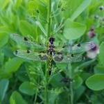 Dragonfly, a generalist predator.