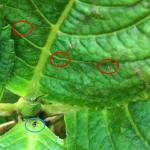 Figure 3. Close-up of H. macrophylla bud and leaves with chilli thrips (red circles) and Orius insidiousus (blue circle)