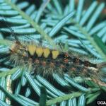 A rusty tussock moth caterpillar. (Image: Connecticut Agricultural Experiment Station, Bugwood.org)