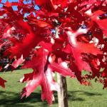 Attractive fall leaf color of Quercus coccinea (Scarlet oak).