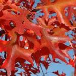 Scarlet oak (Q. coccinea)