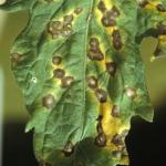 Brown lesions with yellow haloes on tomato leaf. 