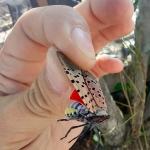 Adult spotted lanternfly found on a tree in Fitchburg, MA. (Courtesy of the MA Department of Agricultural Resources.)