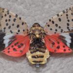 Adult spotted lanternfly with wings spread open. (Courtesy of Gregory Hoover.)