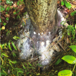 Damage from spotted lanternfly. The white buildup is honeydew, and the black sooty mold can be seen growing around the base of the tree. Photo: Lawrence Barringer)
