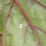Seven small, white, rice-shaped eggs stacked adjacent to each other on the underside of a leaf. 