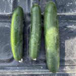 3 cucumber fruit