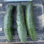 3 cucumber fruit