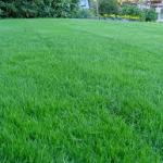 Turfgrass lawn