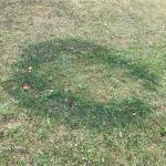 Type 2 Fairy Ring showing dark green turfgrass without areas of dead turf. Photo by A.M.Madeiras, UMass. 